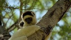 马达加斯加树上的狐猴. 图片仍然来自BBC地球“我们的地球”系列